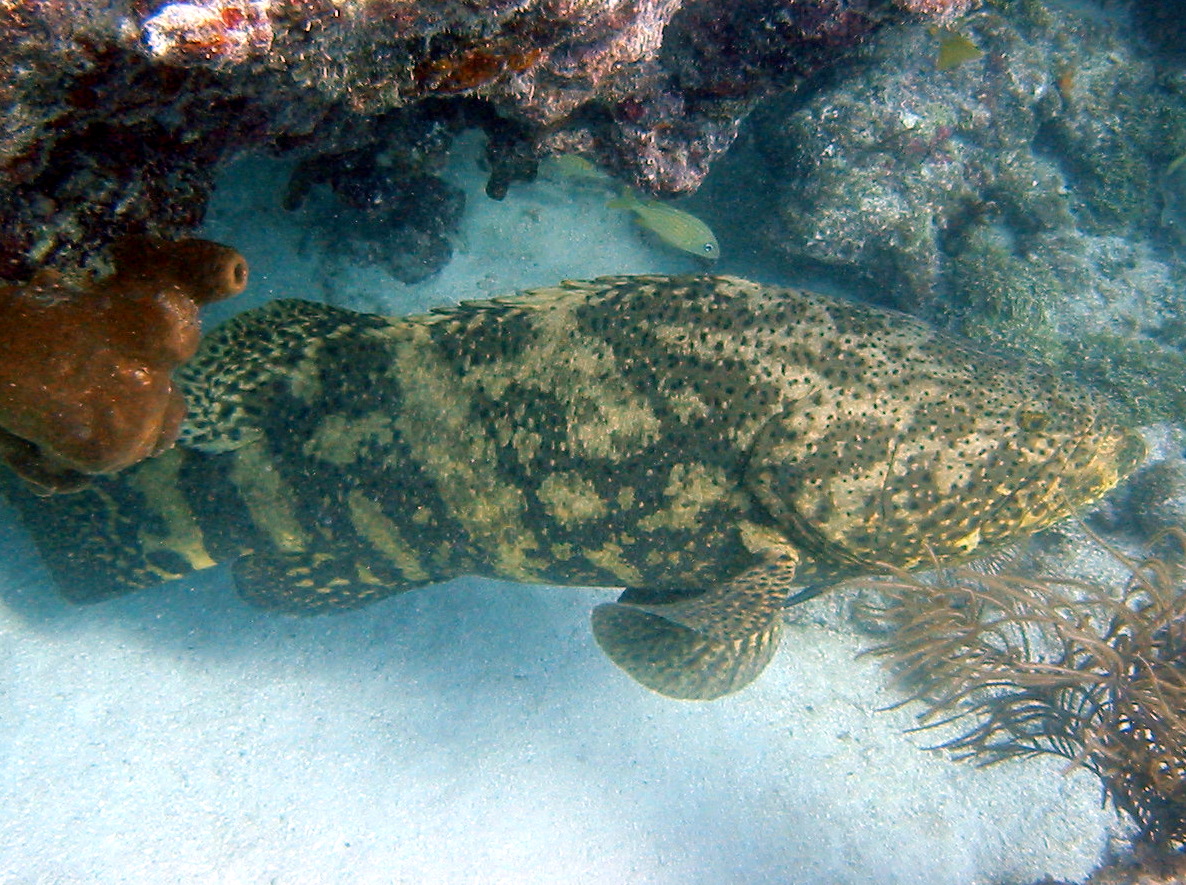 Goliath Grouper